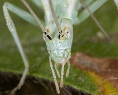 Oecanthus salvii
