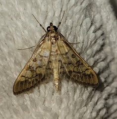 Mimorista trimaculalis