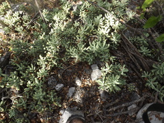Sedum allantoides