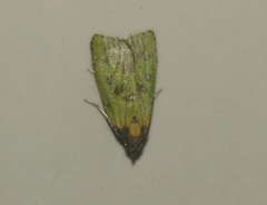 Doloessa viridis