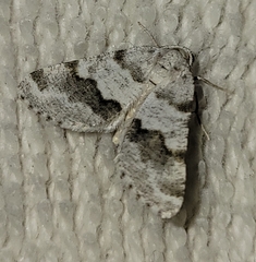 Macaria pallipennata