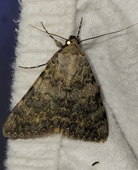 Catocala frederici