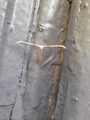 Emmelina monodactyla