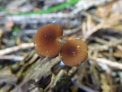 Pluteus nanus