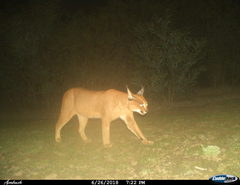 Caracal caracal caracal