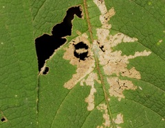 Pseudacroclita hapalaspis