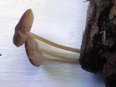 Pluteus nanus
