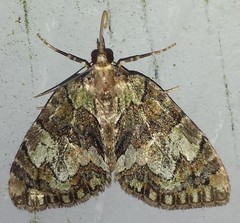 Hydriomena renunciata