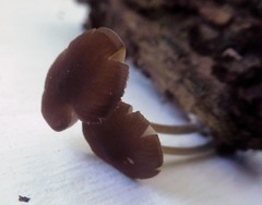Pluteus nanus