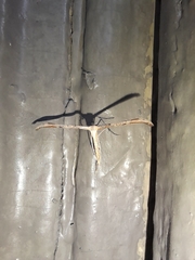 Emmelina monodactyla