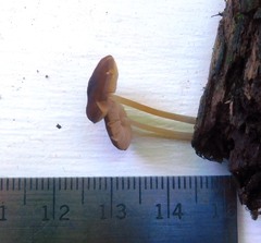 Pluteus nanus