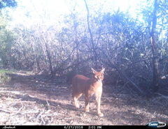 Caracal caracal caracal