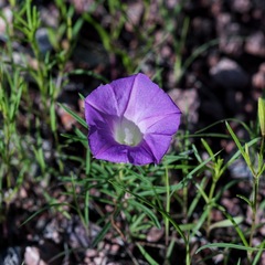 Ipomoea plummerae