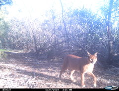 Caracal caracal caracal