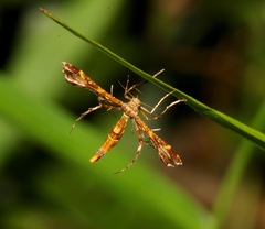 Xyroptila oenophanes