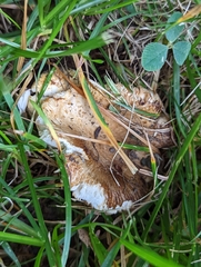 Russula pulverulenta