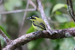 Todirostrum chrysocrotaphum