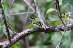 Todirostrum chrysocrotaphum