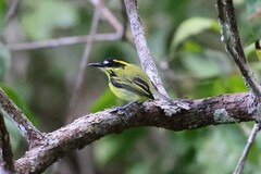 Todirostrum chrysocrotaphum