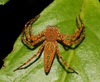 Hieroglyph Fairy Lynx Spider - Photo (c) sk2, some rights reserved (CC BY-NC), uploaded by sk2