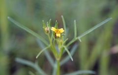 Featherleaf Heterosperma (Heterosperma pinnatum)