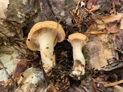 Hydnum canadense