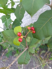 Rauvolfia tetraphylla