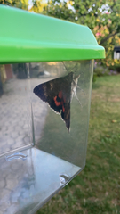 Catocala nupta