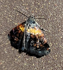 Tripudia flavofasciata