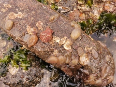 Phlebobranchia