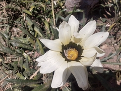 Asteraceae