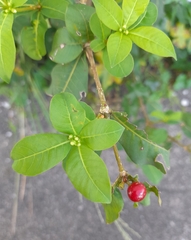 Rauvolfia tetraphylla