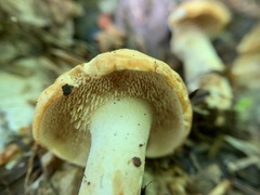 Hydnum canadense