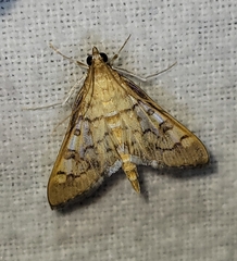 Mimorista trimaculalis