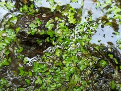 Lemna turionifera