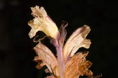 Orobanche pallidiflora