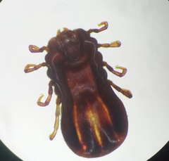 Rhipicephalus microplus