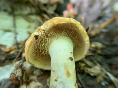 Hydnum canadense