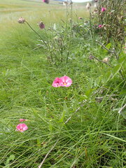 Convolvulus chinensis