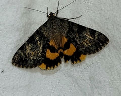 Catocala desdemona