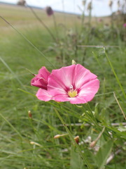 Convolvulus chinensis
