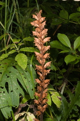 Orobanche pallidiflora