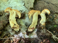 Hydnum canadense