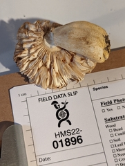 Russula pulverulenta