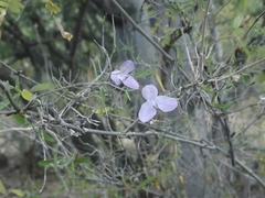 Carlowrightia pringlei