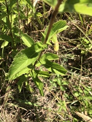 Eupatorium album