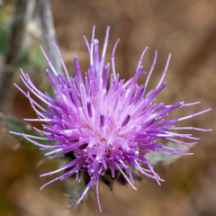 Cirsium remotifolium