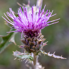 Cirsium remotifolium