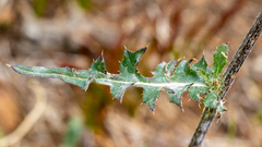 Cirsium remotifolium
