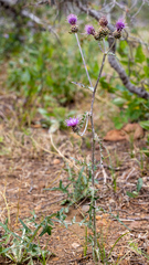 Cirsium remotifolium